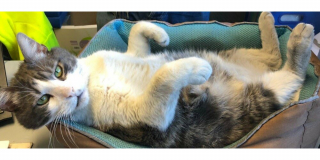 Illustration de l'article : La folle histoire de Pompon, mascotte d’une entreprise, qui a voyagé à travers la France à son insu