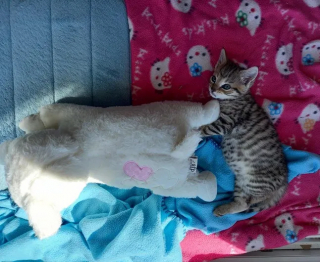 Illustration de l'article : Ce chaton retrouvé dans un parc ne quitte plus les bras de ses bienfaiteurs