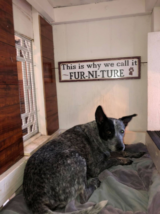 Illustration de l'article : Une femme passionnée d'animaux crée un manoir pour chiens dans sa maison