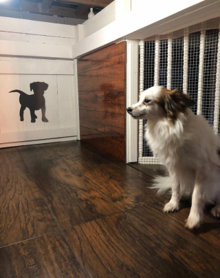 Illustration de l'article : Une femme passionnée d'animaux crée un manoir pour chiens dans sa maison