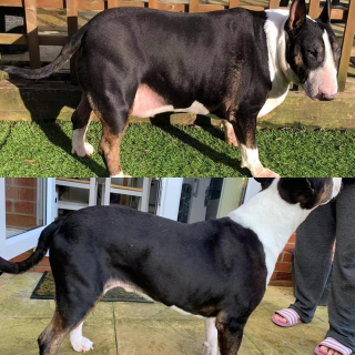 Illustration de l'article : Un chien abandonné dans un état d’obésité alarmant va radicalement se transformer après son adoption