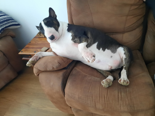 Illustration de l'article : Un chien abandonné dans un état d’obésité alarmant va radicalement se transformer après son adoption