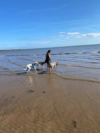 Illustration de l'article : Abandonnés dans un hangar, des Lévriers espèrent sortir de leur captivité et ne plus jamais être seuls