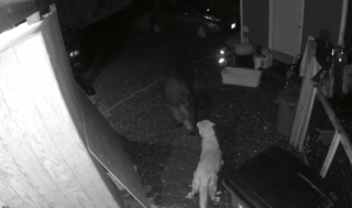 Illustration de l'article : Vidéo : une courageuse Golden Retriever de 11 ans fait face à un ours et parvient à le faire fuir