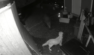 Illustration de l'article : Vidéo : une courageuse Golden Retriever de 11 ans fait face à un ours et parvient à le faire fuir