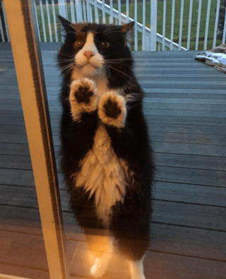 Illustration de l'article : 16 photos attendrissantes montrant à quel point nos animaux tiennent à nous