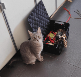 Illustration de l'article : 16 photos attendrissantes montrant à quel point nos animaux tiennent à nous