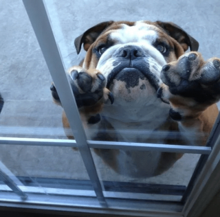 Illustration de l'article : 16 photos attendrissantes montrant à quel point nos animaux tiennent à nous