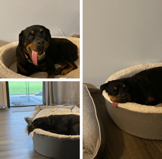 Illustration de l'article : 16 photos attendrissantes montrant à quel point nos animaux tiennent à nous