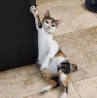 Illustration de l'article : 16 photos attendrissantes montrant à quel point nos animaux tiennent à nous