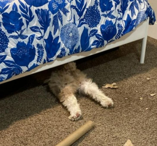 Illustration de l'article : 16 photos attendrissantes montrant à quel point nos animaux tiennent à nous