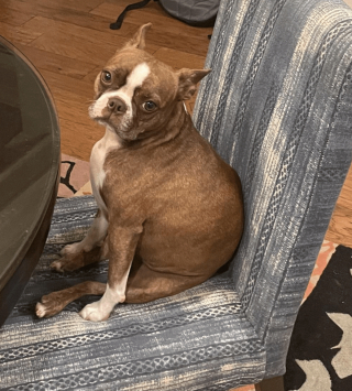 Illustration de l'article : 16 photos attendrissantes montrant à quel point nos animaux tiennent à nous