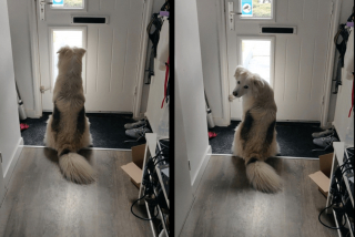 Illustration de l'article : 16 photos attendrissantes montrant à quel point nos animaux tiennent à nous