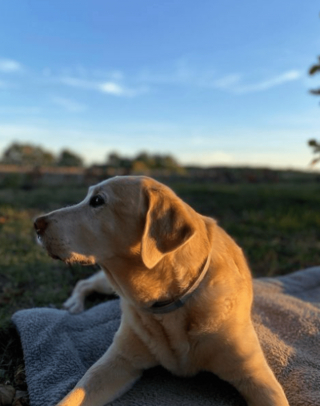 Illustration de l'article : 20 photos illustrant la sagesse et la beauté des chiens séniors