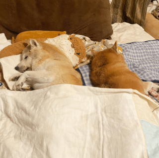 Illustration de l'article : 20 photos illustrant la sagesse et la beauté des chiens séniors