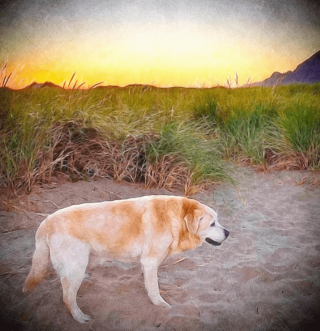 Illustration de l'article : 20 photos illustrant la sagesse et la beauté des chiens séniors