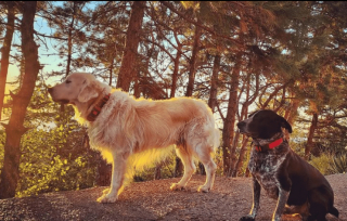 Illustration de l'article : 20 photos illustrant la sagesse et la beauté des chiens séniors