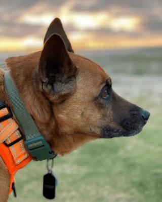 Illustration de l'article : 20 photos illustrant la sagesse et la beauté des chiens séniors