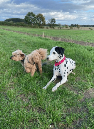 Illustration de l'article : 20 photos illustrant la sagesse et la beauté des chiens séniors