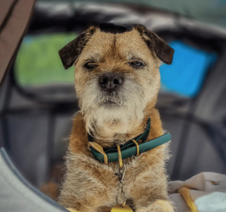 Illustration de l'article : 20 photos illustrant la sagesse et la beauté des chiens séniors