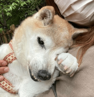 Illustration de l'article : 20 photos illustrant la sagesse et la beauté des chiens séniors
