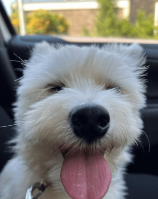 Illustration de l'article : 20 photos illustrant la sagesse et la beauté des chiens séniors