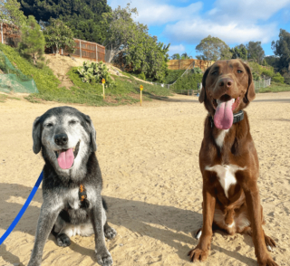 Illustration de l'article : 20 photos illustrant la sagesse et la beauté des chiens séniors