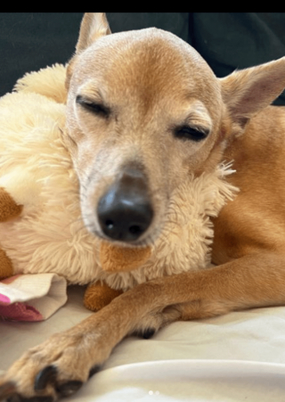 Illustration de l'article : 20 photos illustrant la sagesse et la beauté des chiens séniors