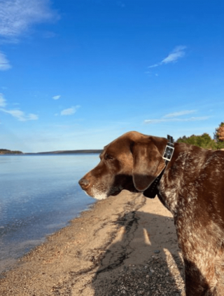 Illustration de l'article : 20 photos illustrant la sagesse et la beauté des chiens séniors