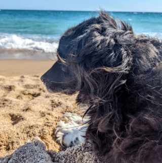 Illustration de l'article : 20 photos illustrant la sagesse et la beauté des chiens séniors