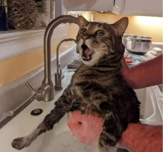 Illustration de l'article : 16 photos d'animaux qui vont vous mettre de bonne humeur pour toute la journée