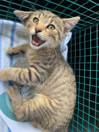 Illustration de l'article : 16 photos d'animaux qui vont vous mettre de bonne humeur pour toute la journée