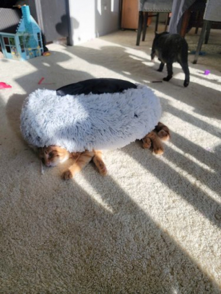 Illustration de l'article : 16 photos d'animaux qui vont vous mettre de bonne humeur pour toute la journée