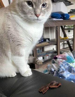 Illustration de l'article : 14 photos de chats qui montrent qu'ils ne sont pas aussi innocents qu'ils en ont l'air