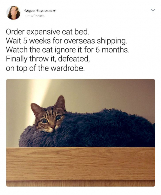 Illustration de l'article : 14 photos de chats qui montrent qu'ils ne sont pas aussi innocents qu'ils en ont l'air