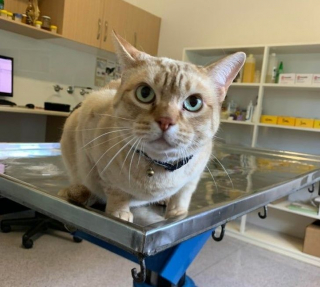 Illustration de l'article : 14 photos de chats qui montrent qu'ils ne sont pas aussi innocents qu'ils en ont l'air