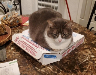 Illustration de l'article : 14 photos de chats qui montrent qu'ils ne sont pas aussi innocents qu'ils en ont l'air