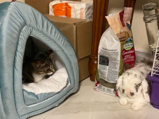 Illustration de l'article : 14 photos de chats qui montrent qu'ils ne sont pas aussi innocents qu'ils en ont l'air