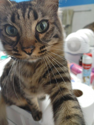 Illustration de l'article : 14 photos de chats qui montrent qu'ils ne sont pas aussi innocents qu'ils en ont l'air