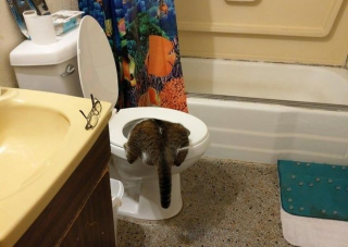 Illustration de l'article : 14 photos de chats qui montrent qu'ils ne sont pas aussi innocents qu'ils en ont l'air