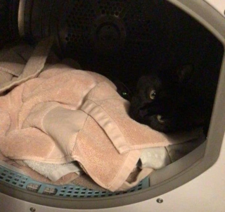 Illustration de l'article : 14 photos de chats qui montrent qu'ils ne sont pas aussi innocents qu'ils en ont l'air