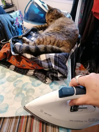 Illustration de l'article : 14 photos de chats qui montrent qu'ils ne sont pas aussi innocents qu'ils en ont l'air