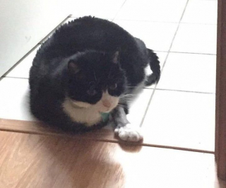 Illustration de l'article : 14 photos de chats qui montrent qu'ils ne sont pas aussi innocents qu'ils en ont l'air