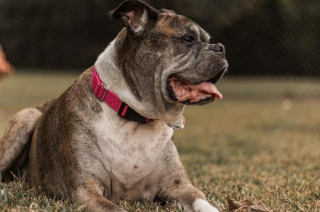 Illustration de l'article : 20 photos de Boxers qui vont vous faire craquer