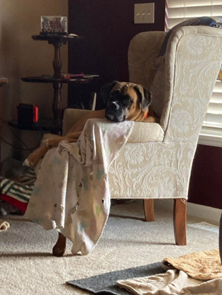 Illustration de l'article : 20 photos de Boxers qui vont vous faire craquer