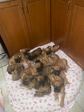 Illustration de l'article : 20 photos de Boxers qui vont vous faire craquer