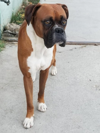 Illustration de l'article : 20 photos de Boxers qui vont vous faire craquer