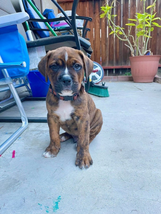 Illustration de l'article : 20 photos de Boxers qui vont vous faire craquer