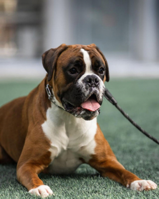 Illustration de l'article : 20 photos de Boxers qui vont vous faire craquer