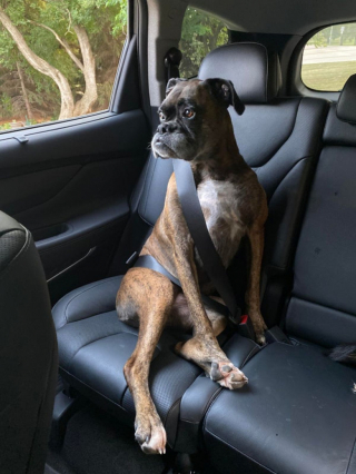 Illustration de l'article : 20 photos de Boxers qui vont vous faire craquer